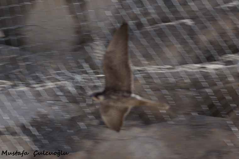 Eleonora's Falcon